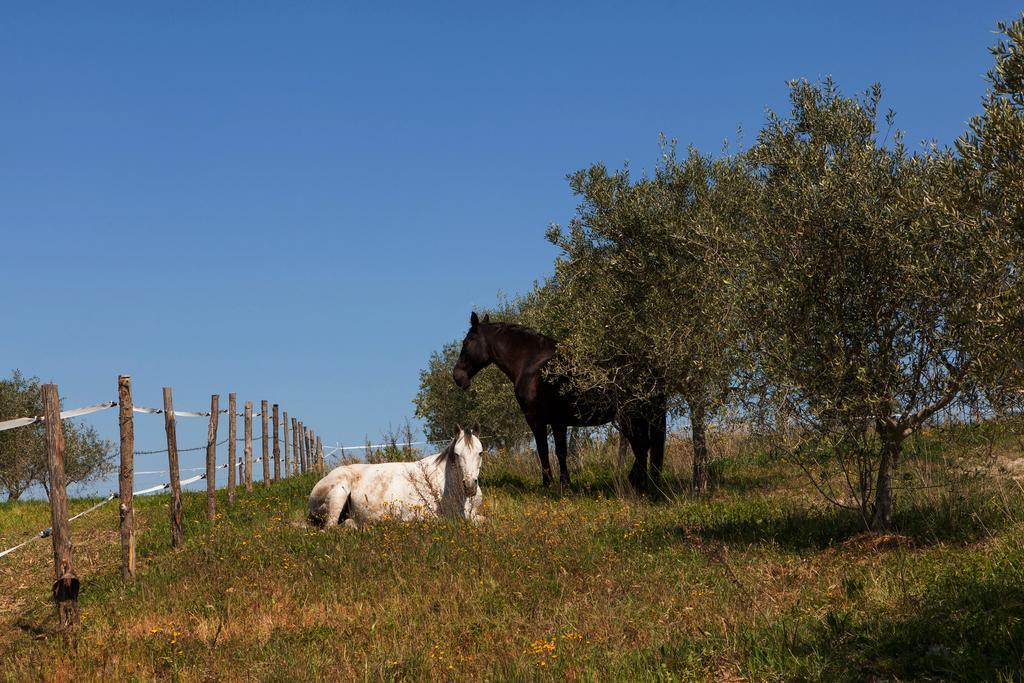 Agriturismo La Collina Pienza Exteriér fotografie